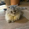 chiyeumuoiemm