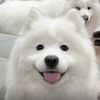 Fluffy Golden Sun