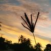 andinzlla_sharr4