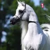 gardigardi106