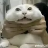 honggfcvvbfzgxcjcjgigb