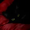 sazwz0