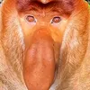 chillmonkey.67