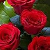 user8274620818111