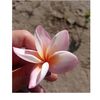 floresbelenr