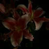 andreya1st_helena