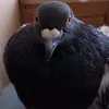 anydaypigeongirl