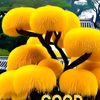 sudarma919