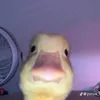 mashkrr26