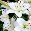 ahmet.hanife7