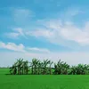 anhlong.007
