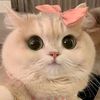 bbyangelhoon