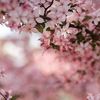 cherryblossom123432