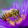 beekind.beefree