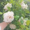 huseyn.bayramov80