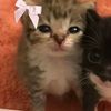 mangoslovies