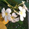 honey.sampu