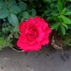 ajayray959