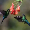 colibri_696