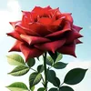 nguyenthao74__79