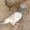 sher.abbas.khan08