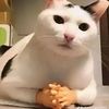 owner_frengky