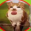 renatta_657