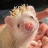 casper.hedgehog