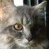 gemyjomanaa