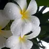 alhamdoulilah_1111