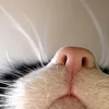 sovest_kisulyi