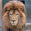 lion.mchant4