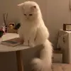 cat_5030
