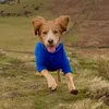 marleypaws