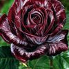 rosa.tlatelpa