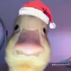 maviefofa