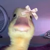 fa_1ly1