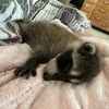 ozzie_the_raccoon