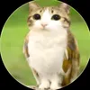 meowl.._8