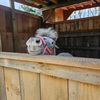 Star Child Rescue & Sanctuary