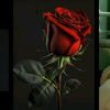 myintmyinthtwe416