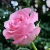 roxania4729