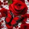 shankaroonyusuf3