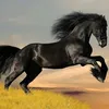 gabrieletonucci5