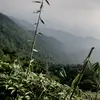 nguyendat787