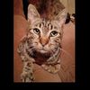 www.tiktok.com_50_