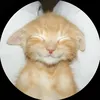 qnika_p