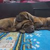 french_mastiff_nepal