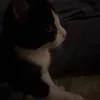 cengstrm
