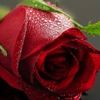 shehzad.haider07